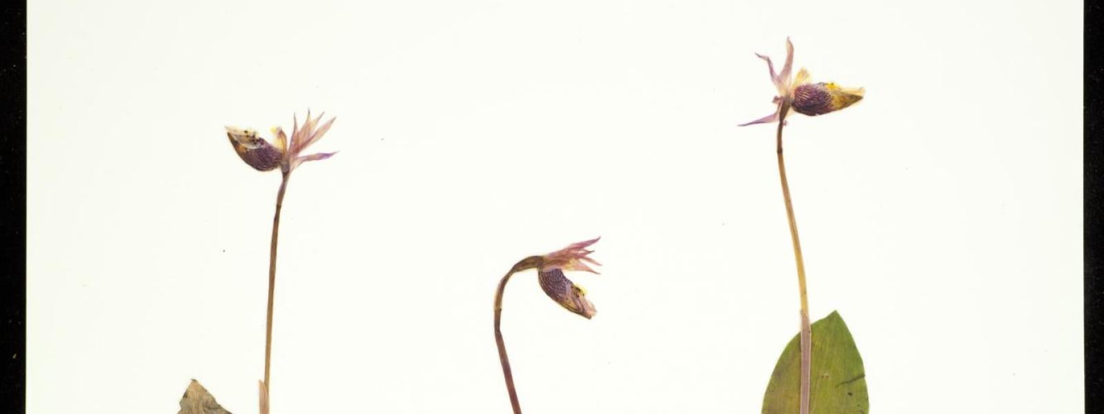 Calypso bulbosa (Fairy Slipper)