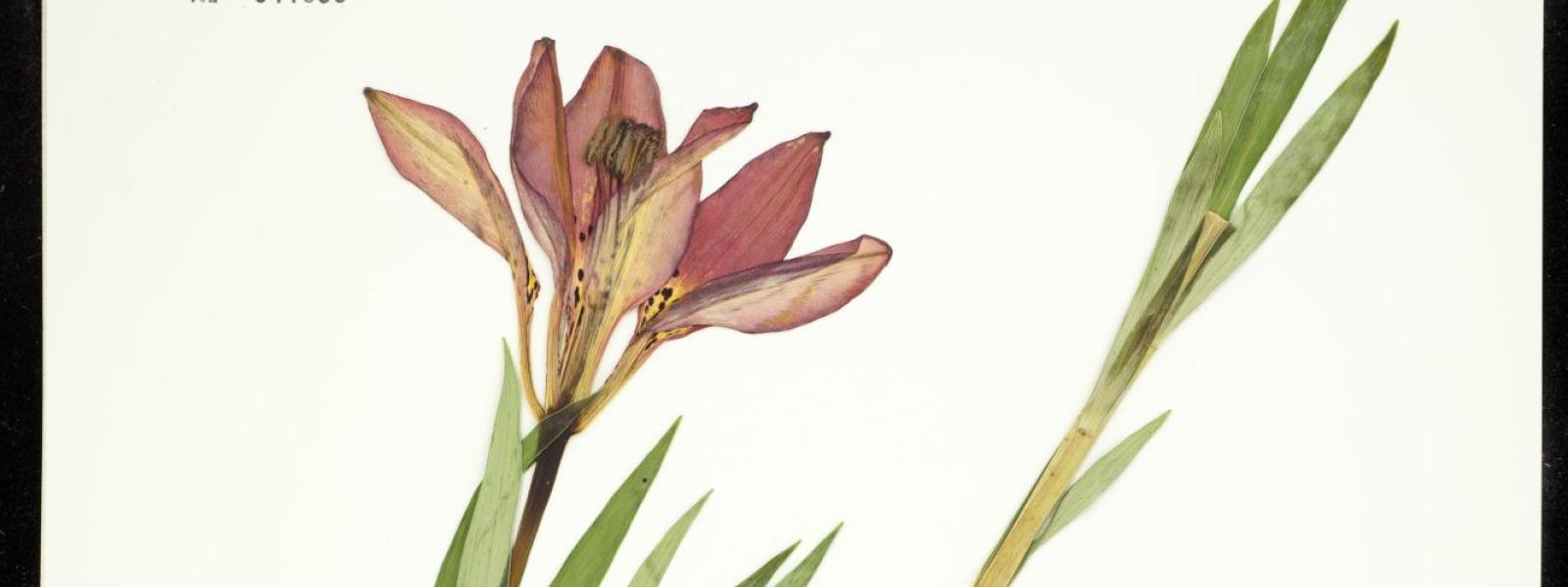 Lilium philadelphicum (Wood Lily)