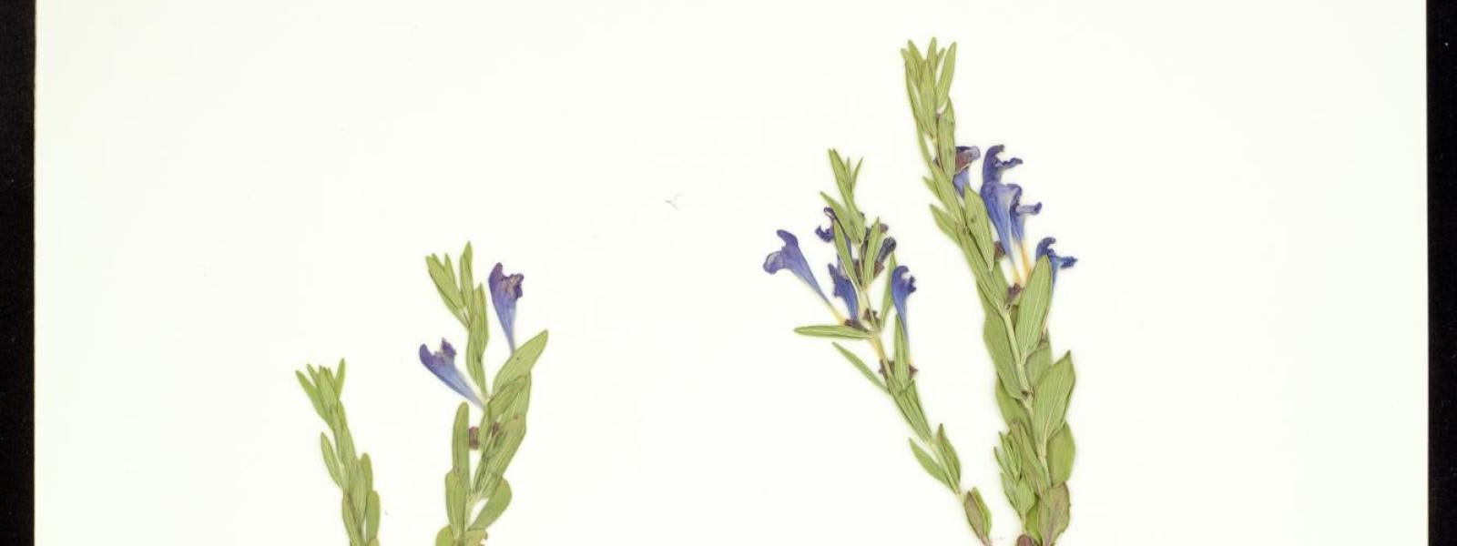 Scuttellaria brittonii (Britton Skullcap)