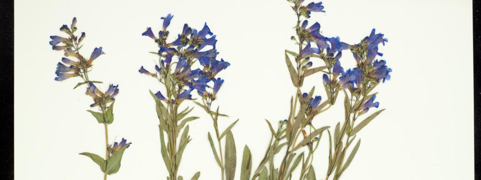 Penstemon virens (Front Range Beardtongue)
