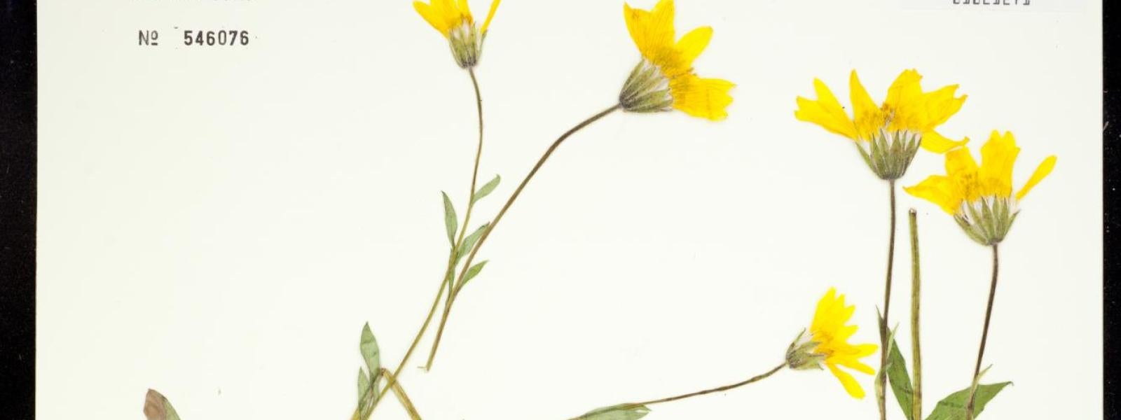 Arnica cordifolia (Heartleaf Arnica)