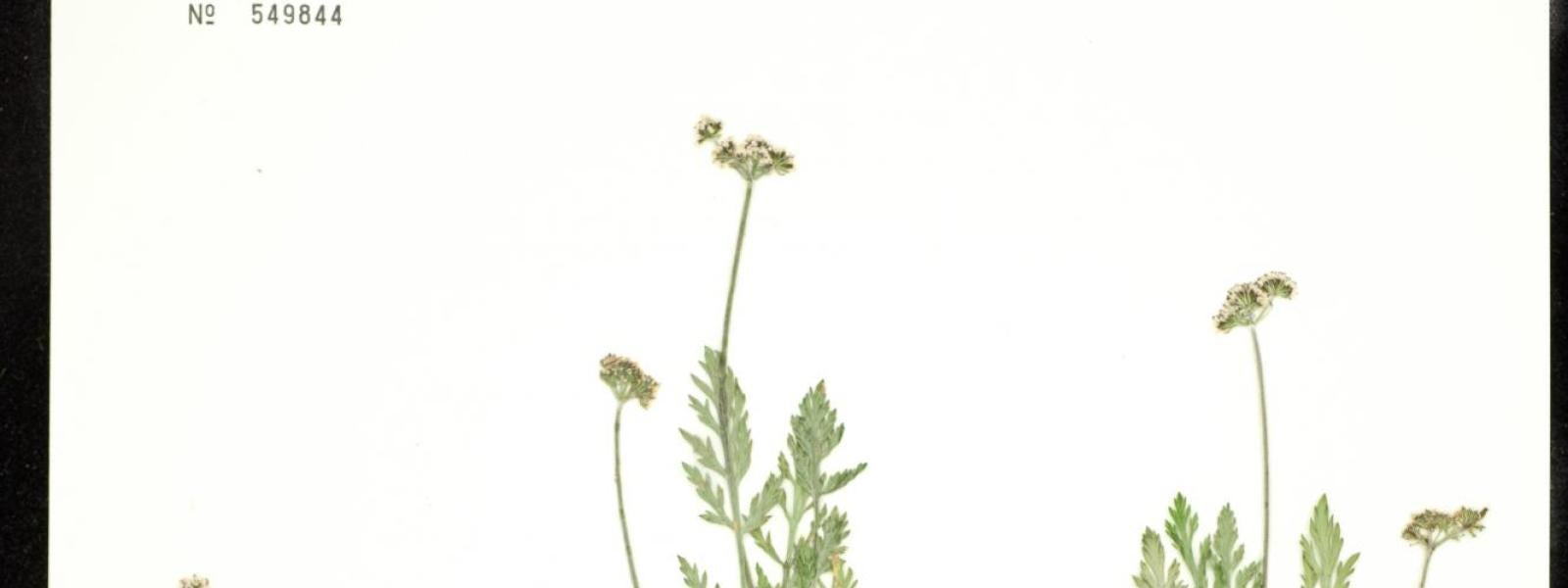 Lomatium orientale (Salt & Pepper)