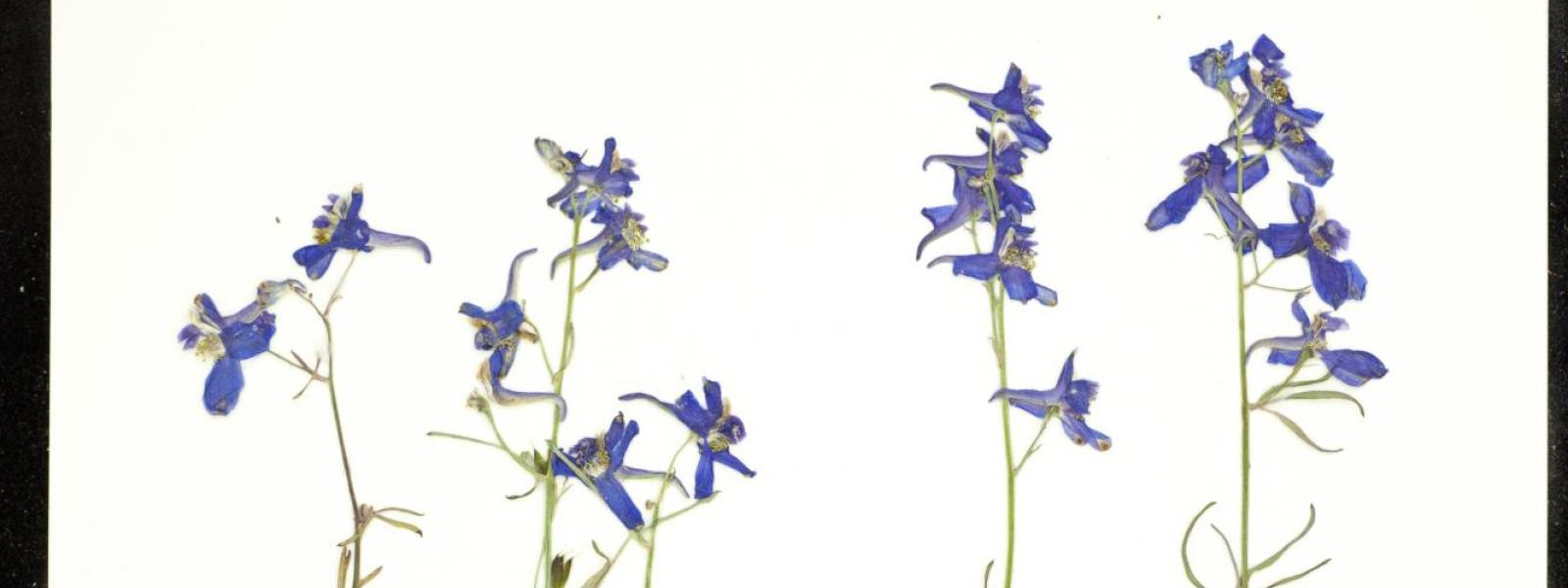 Delphinium nuttallianum (Nuttall's Larkspur)