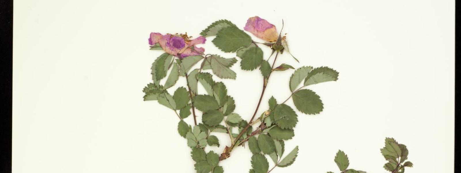 Rosa woodsii (Wild Rose)
