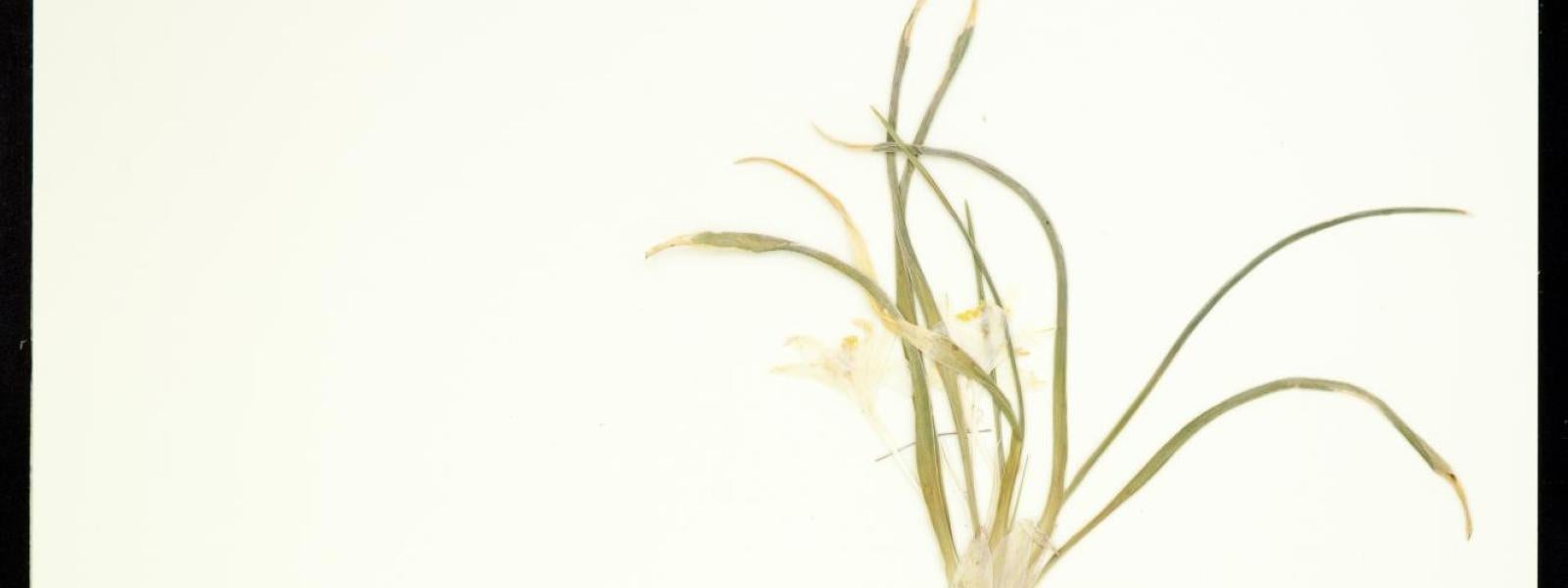 Leucocrinum montanum (Sand Lily)