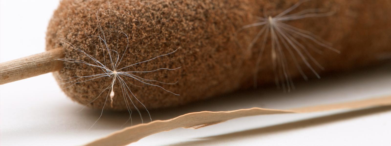 dried cattail