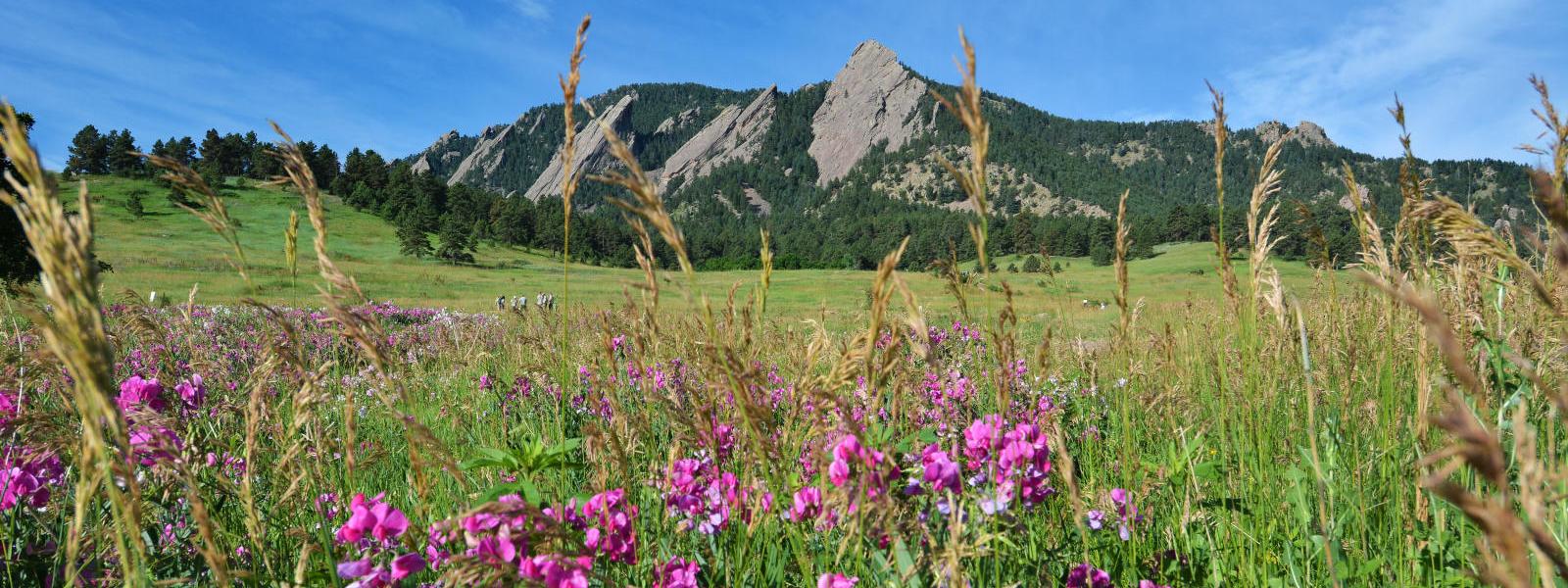 wildflowers near flatirons