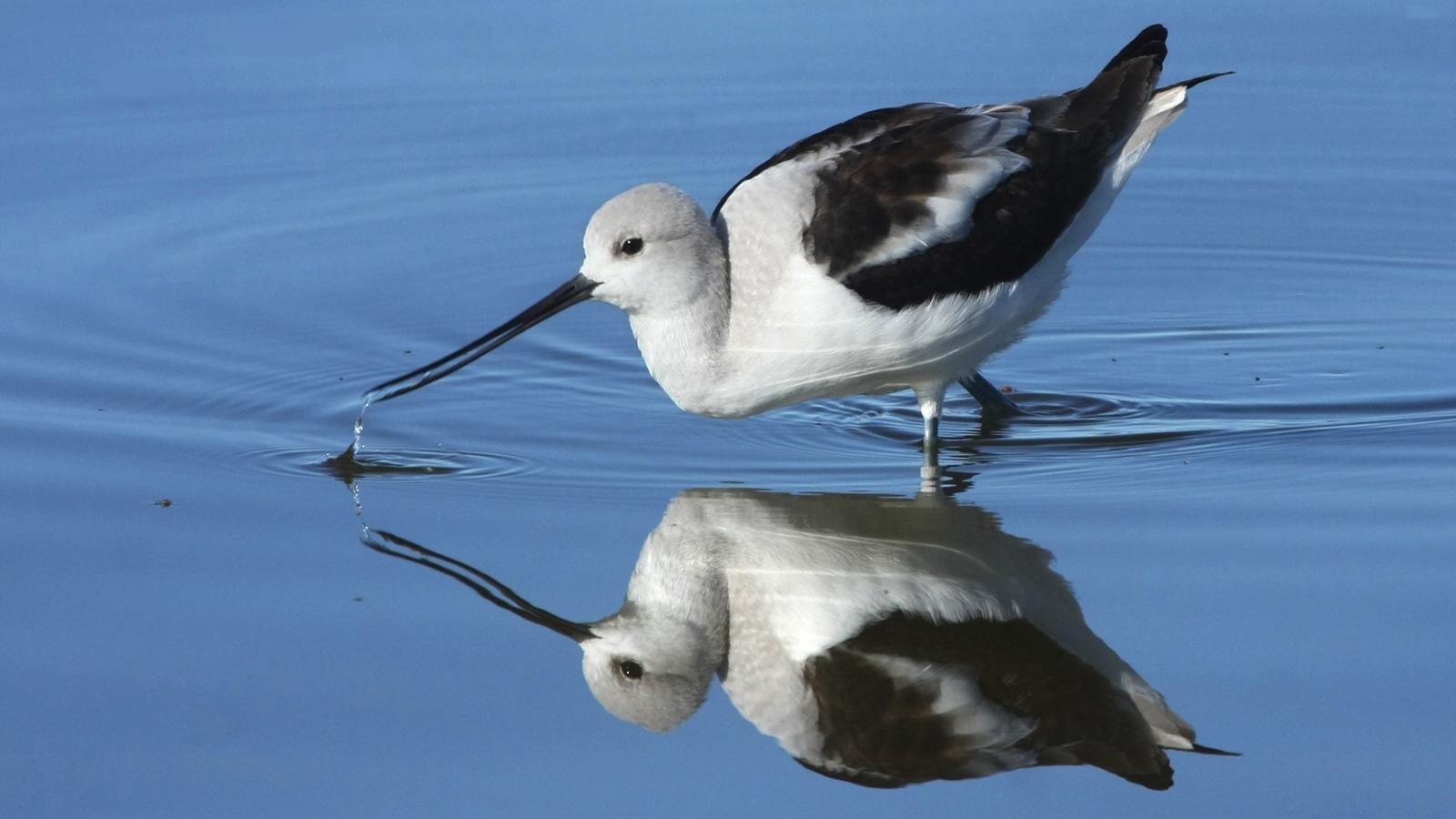 American Avocet
