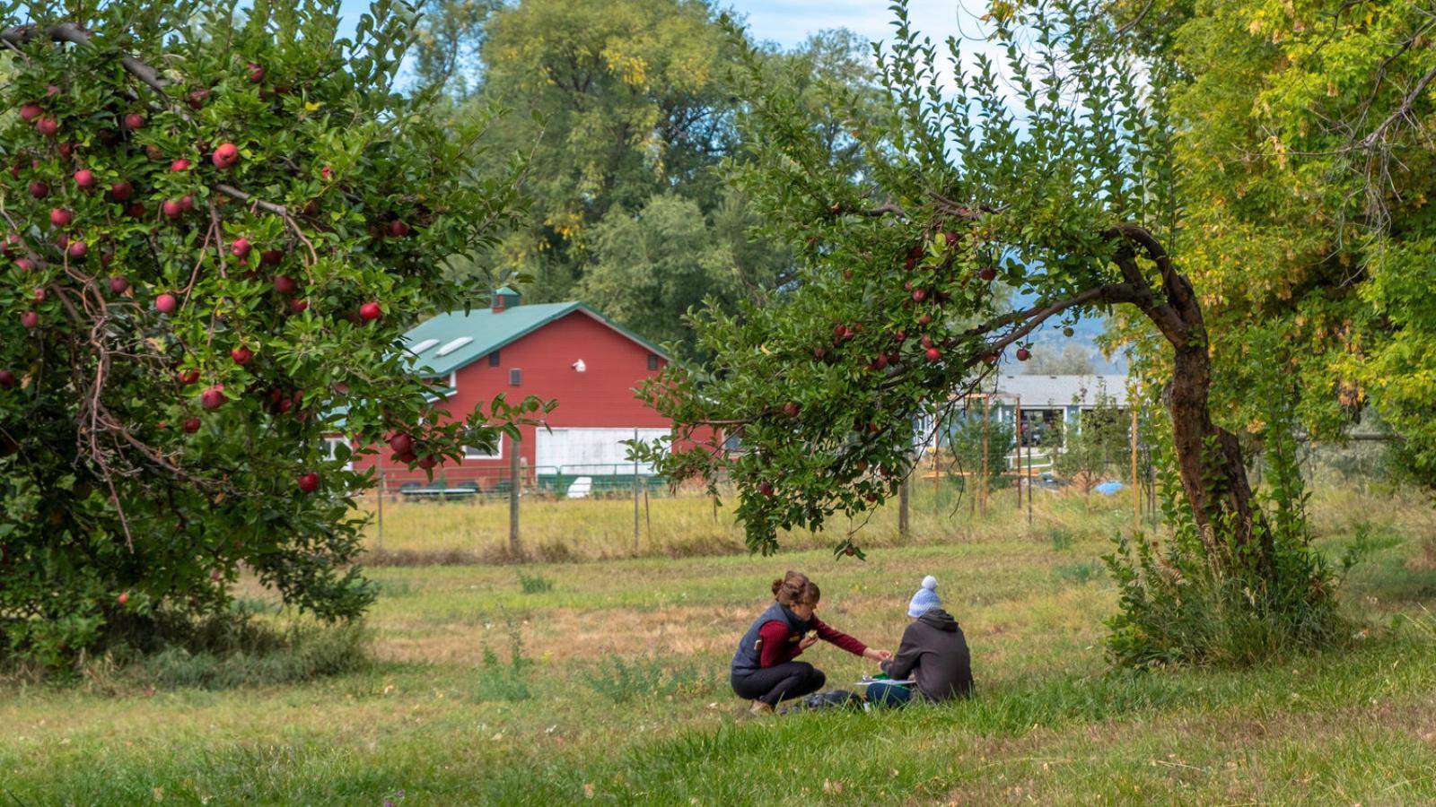 two people sitting underneath apple trees