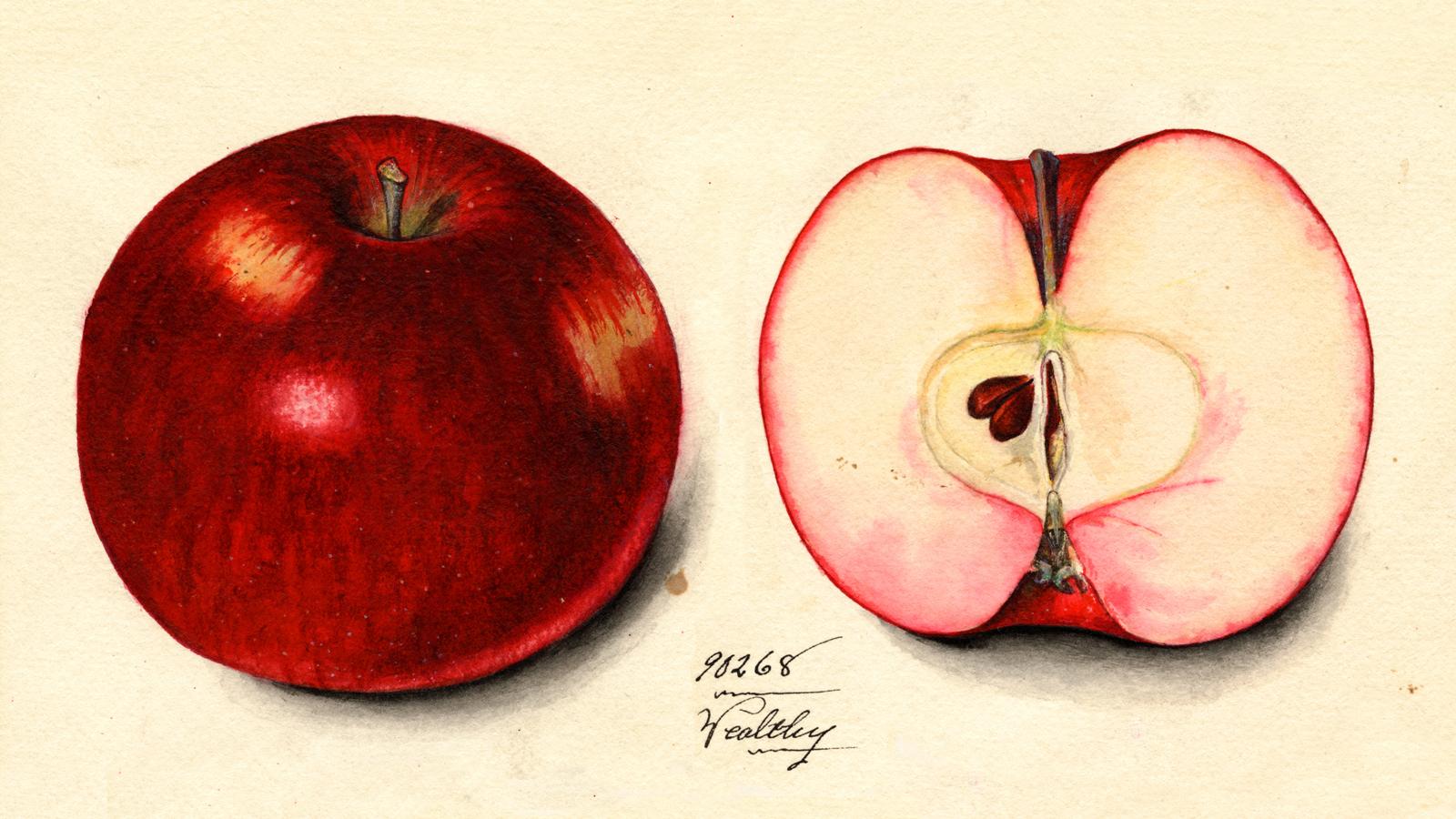 illustration of wealthy delicious apple