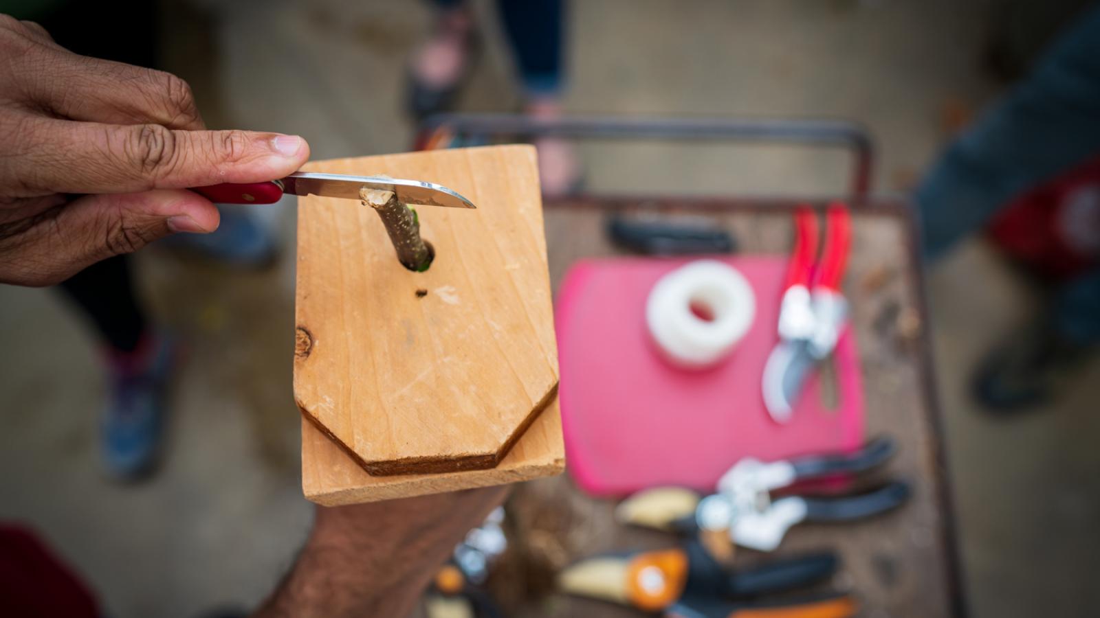 man cutting an apple tree branch