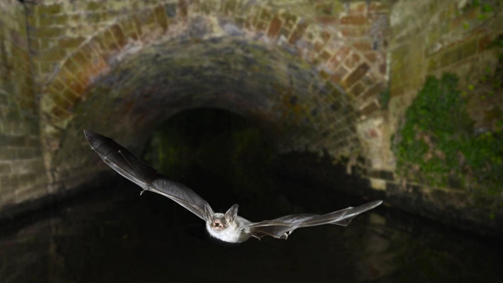 bat flying through tunnel