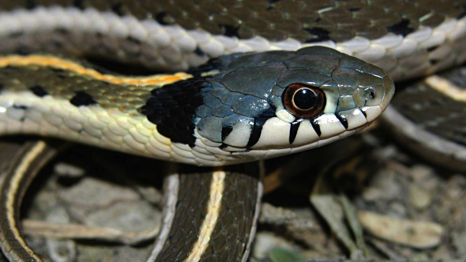 Blackneck Garter Snake