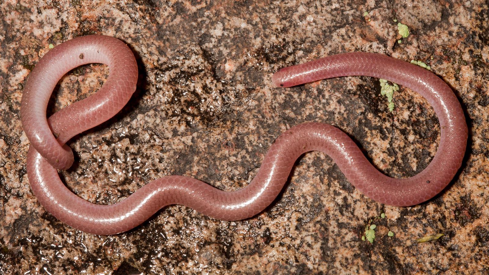 Texas Blind Snake