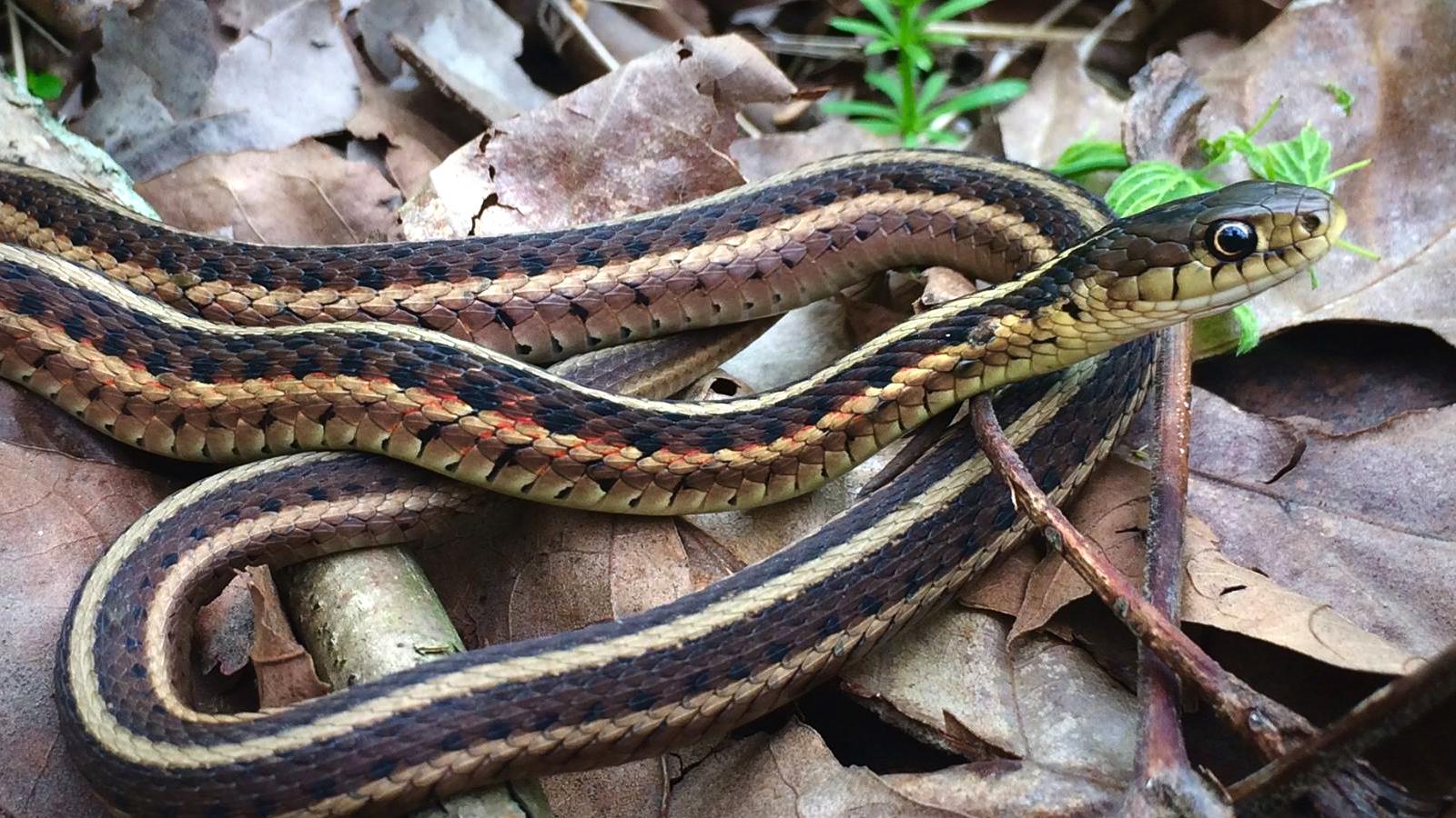 common garter snake