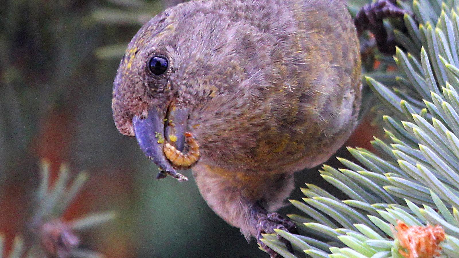 Red crossbill