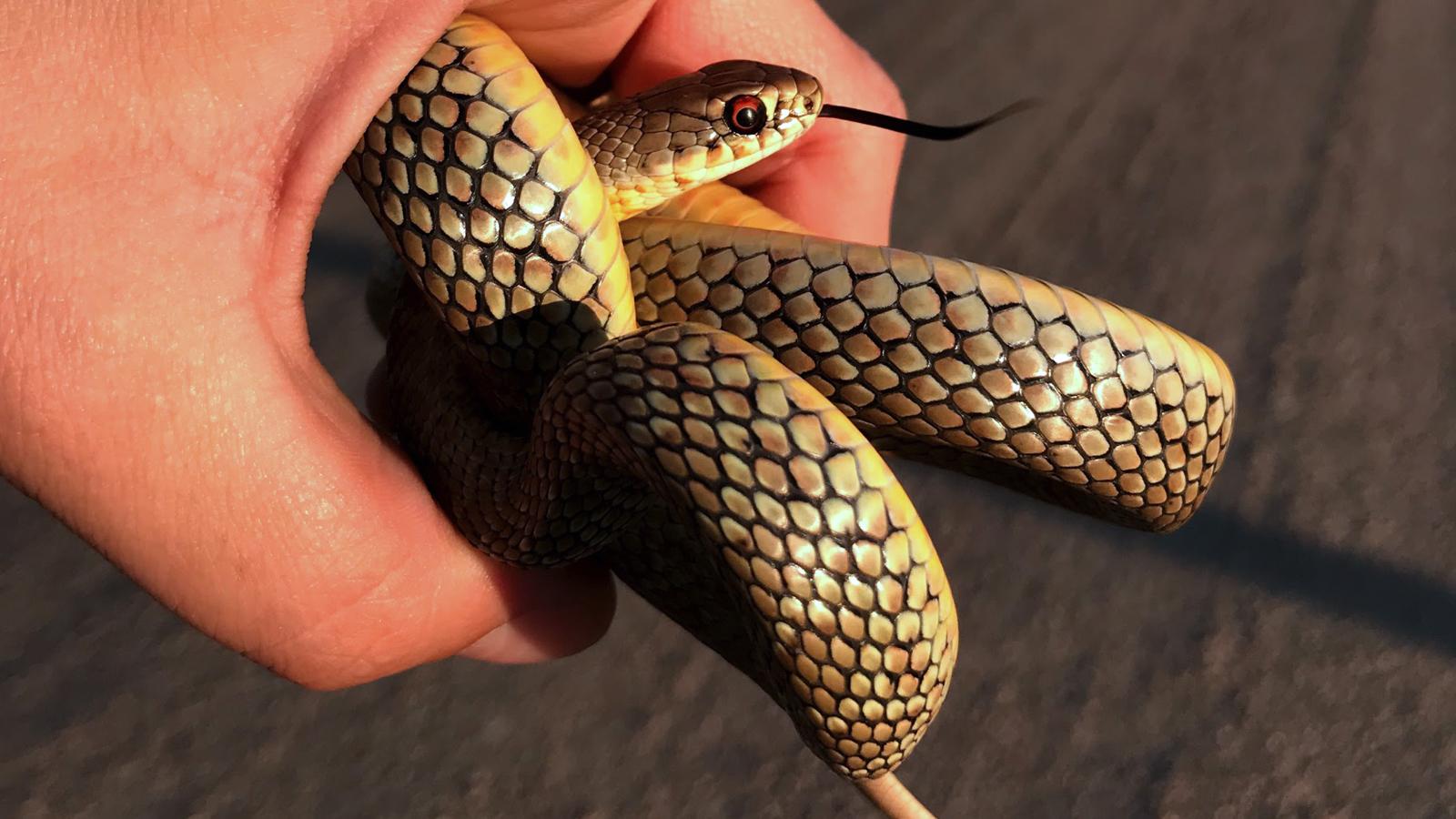 Eastern Yellow-Bellied Racer