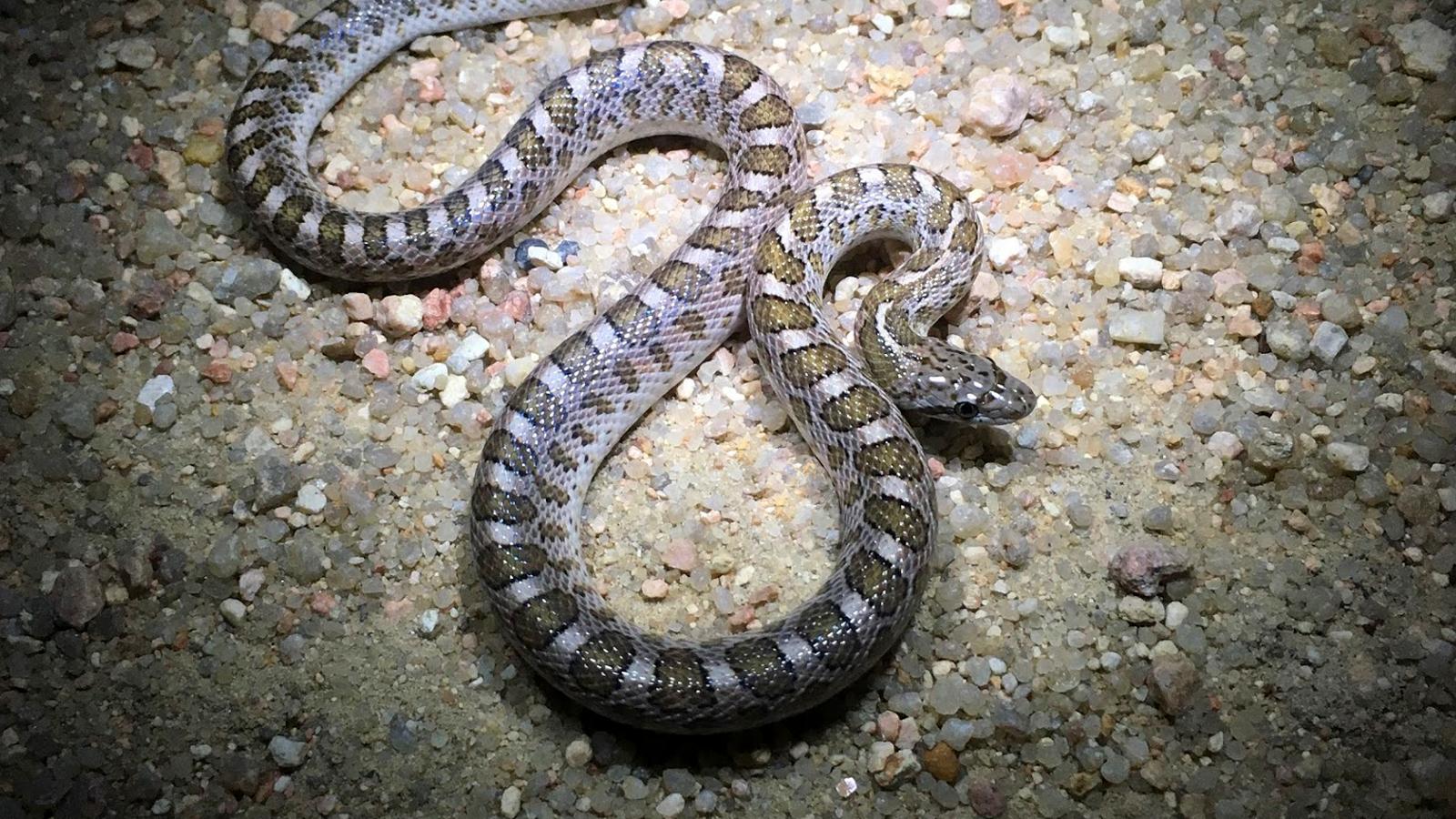 Glossy Snake