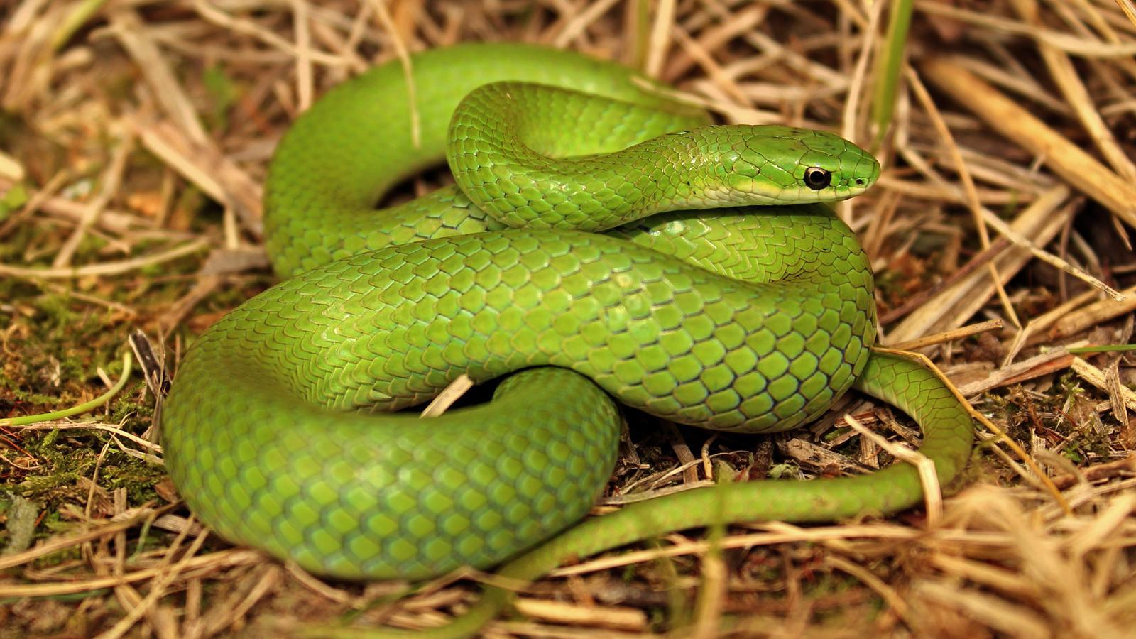 Smooth Green Snake