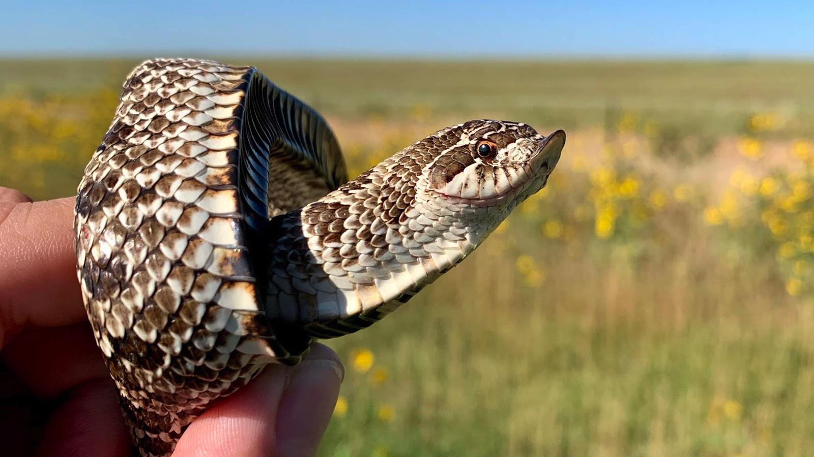 Western Hognose Snake