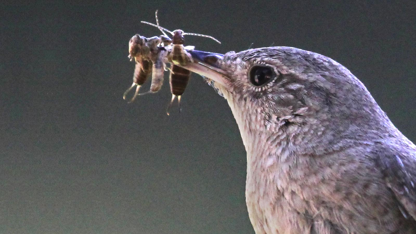 House Wren