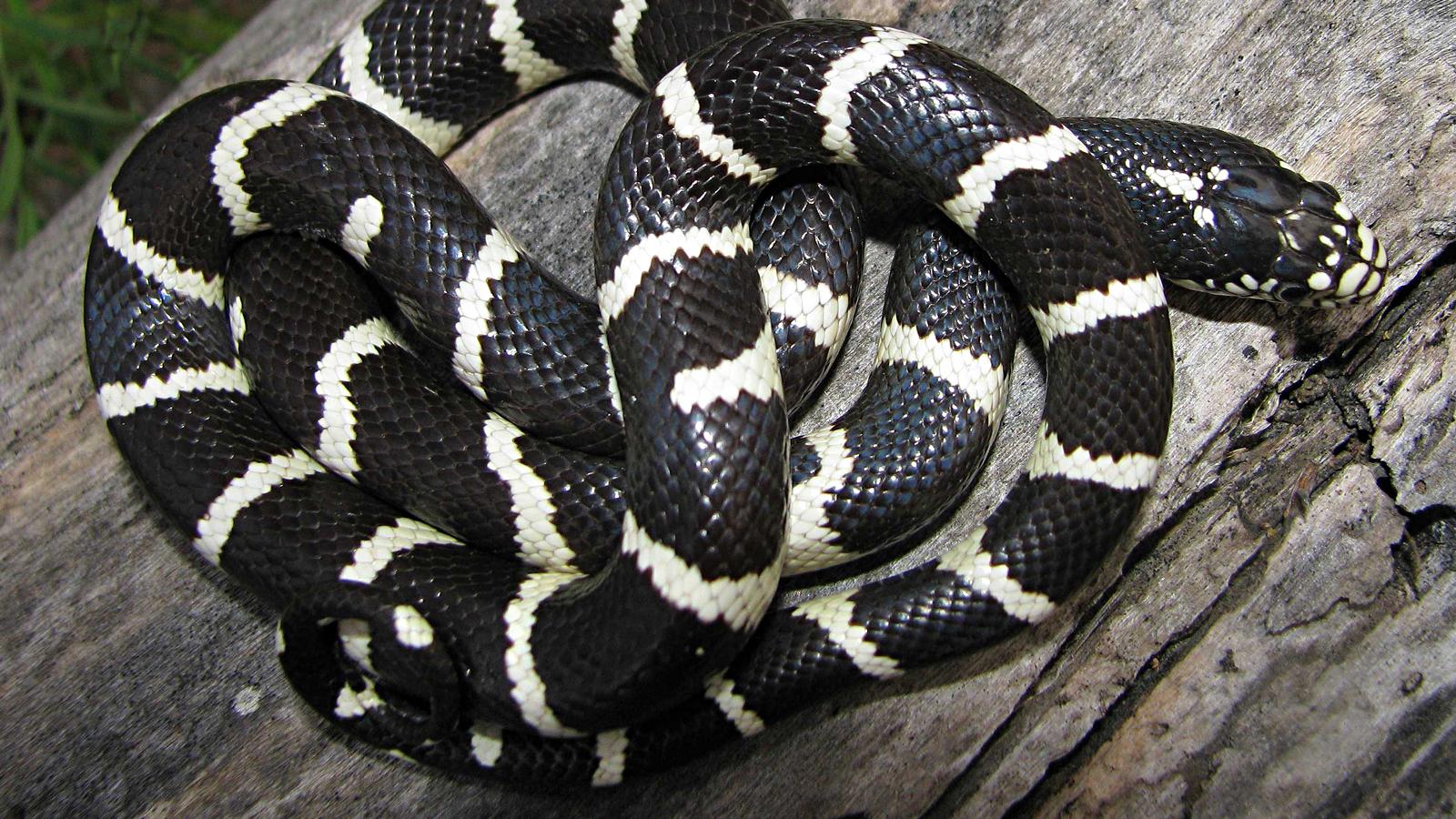 kingsnake