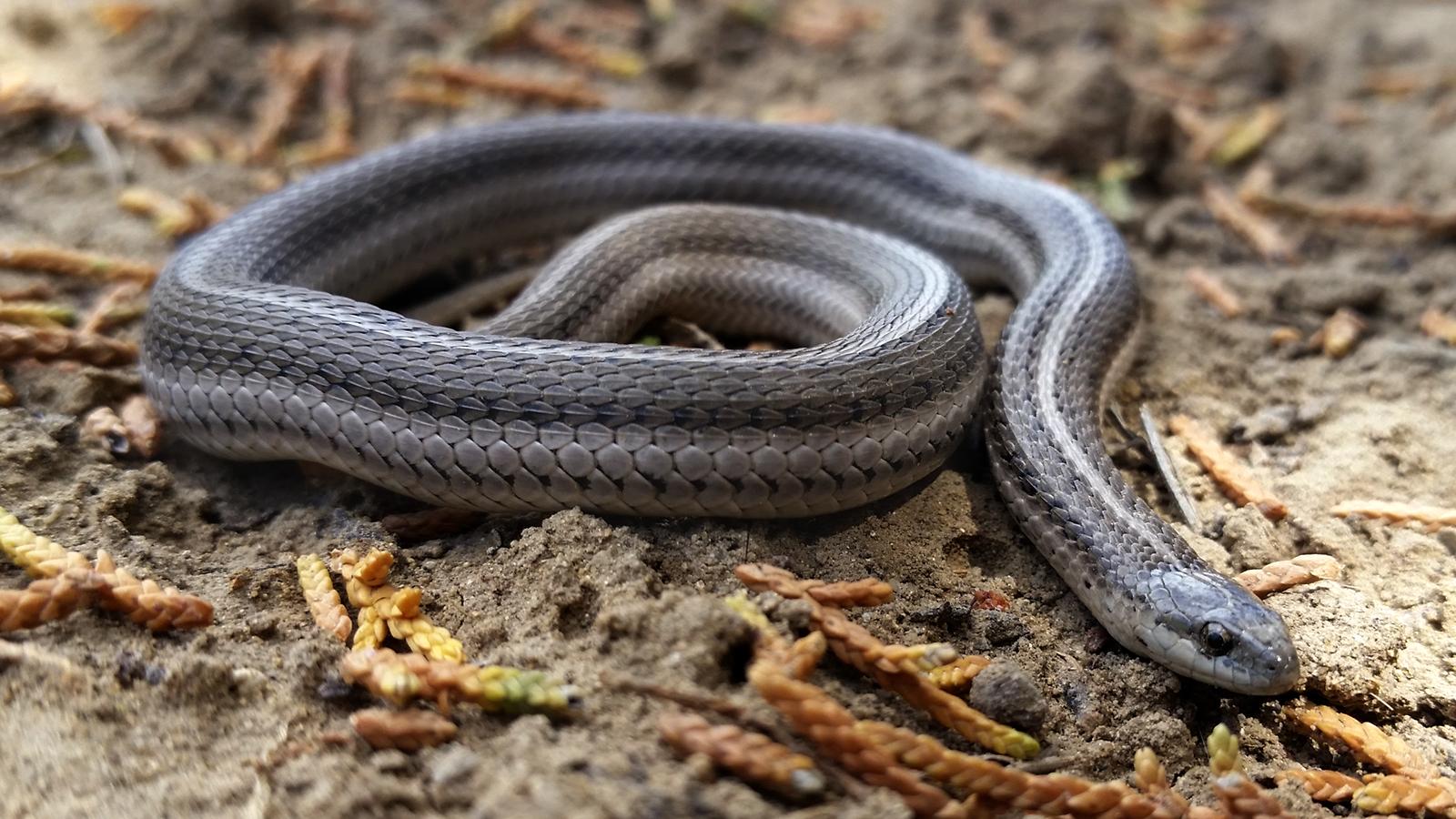 linedsnake