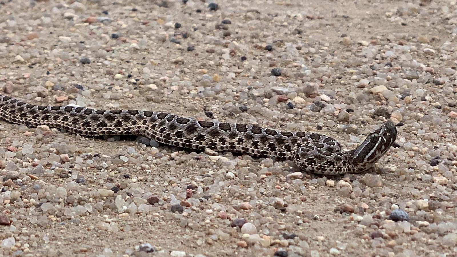 massasauga