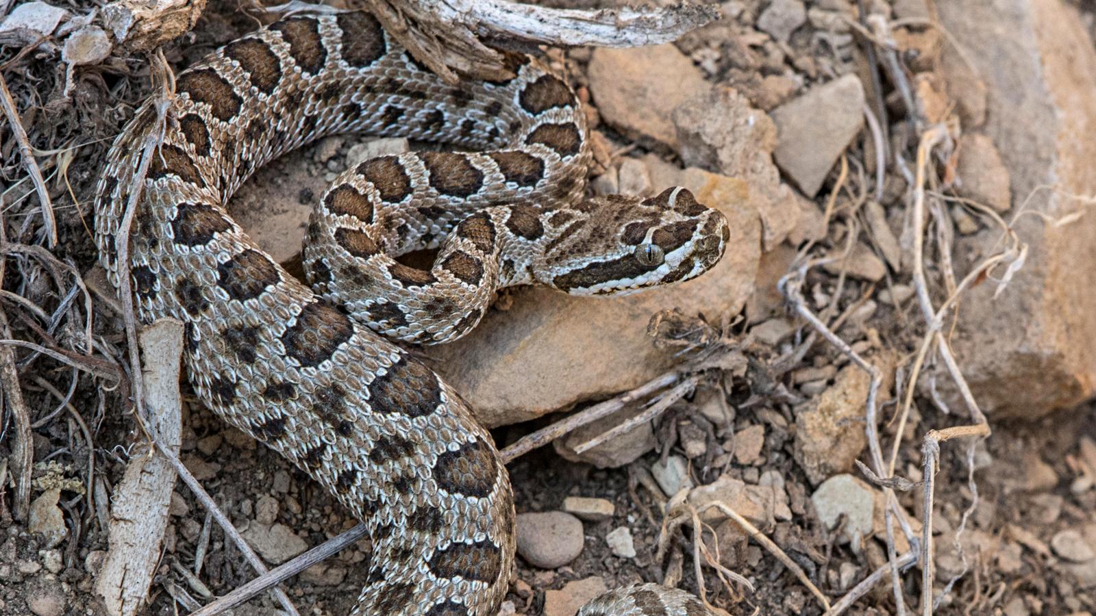 Midget Faded Rattlesnake