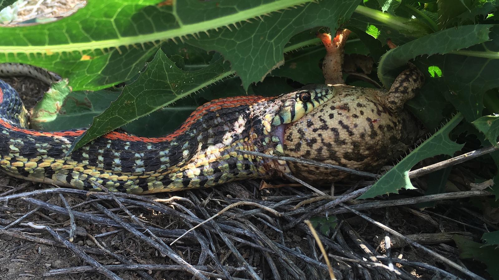 plains garter snake