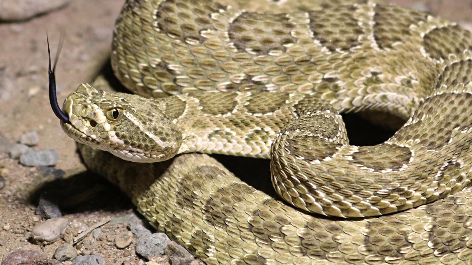 Prairie Rattlesnake