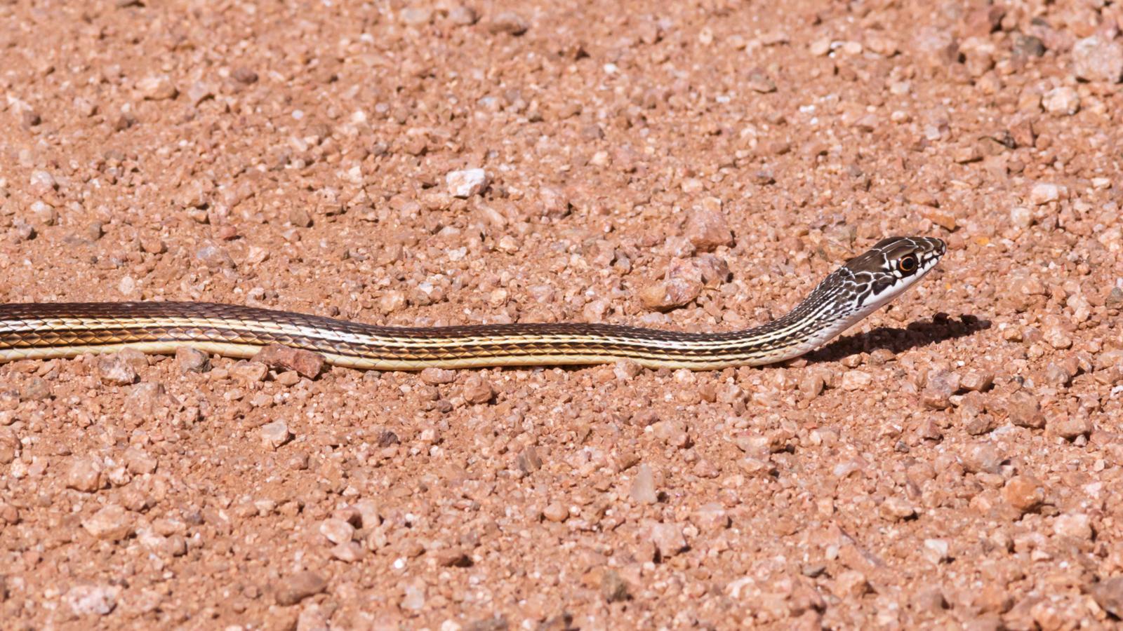 Striped Whipsnake