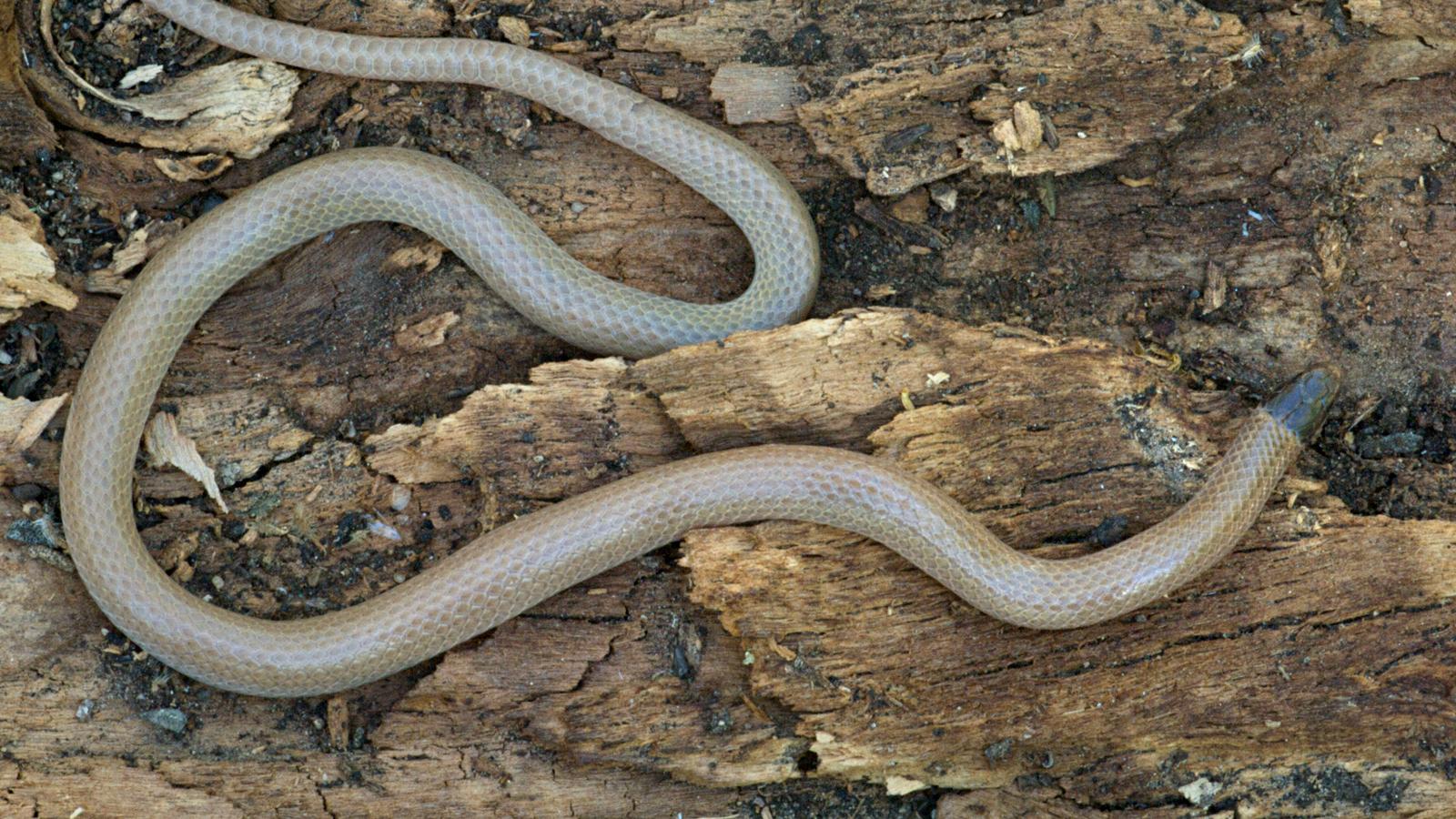 Southwestern Black-Headed Snake