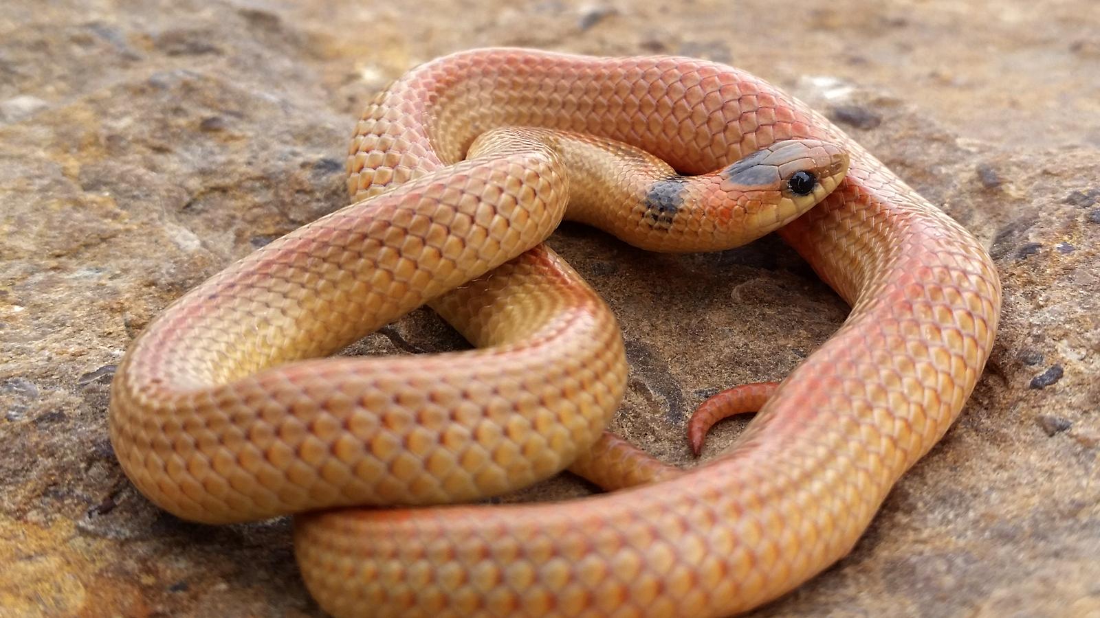 variable