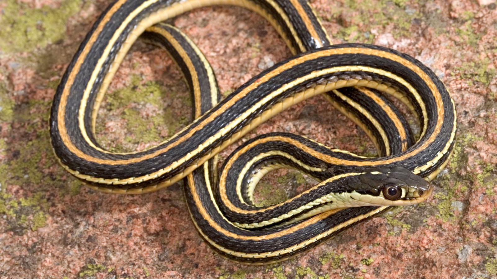 Western Ribbon Snake
