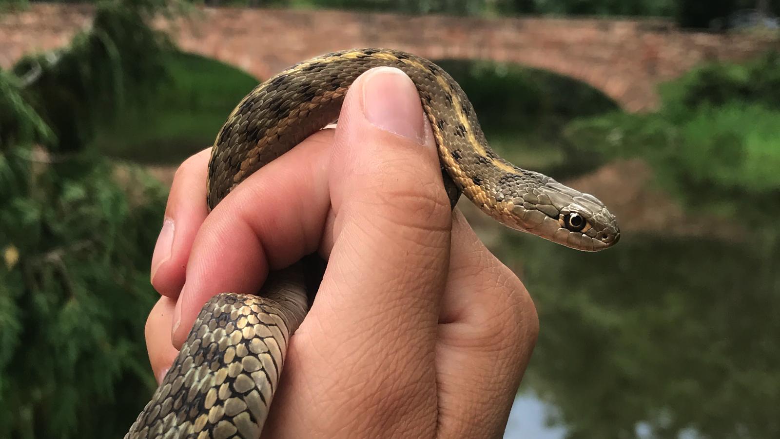 Western Terrestrial Garter Snake
