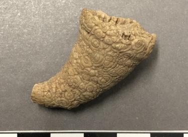 Fossilized coral in cone shape with small circle surface pattern