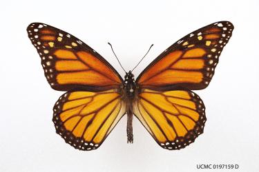 Monarch butterflly view from above