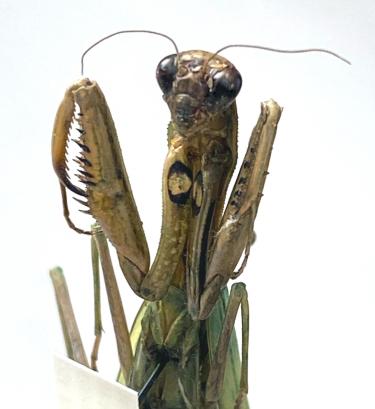 Ventral view of a light brown and green European mantis. One raptorial arm with adorning spikes is visible. 