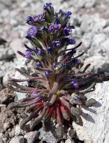 Aliciella Sedifolia