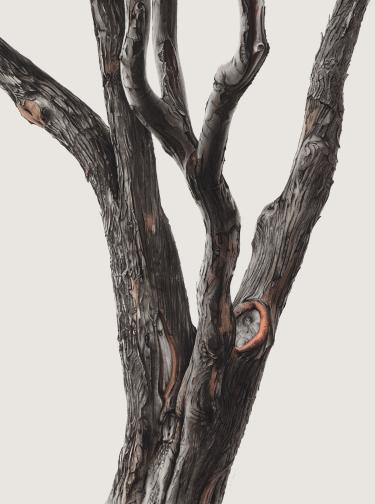 detailed drawing of tree bark on a crab apple tree