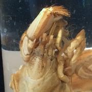 blue mud shrimp specimen in jar