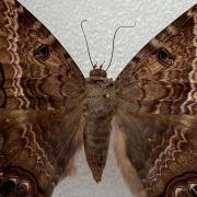 large brown moth in collection drawer