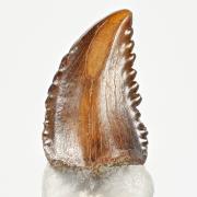 Small brown pointed tooth