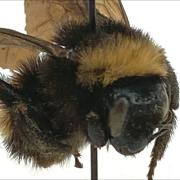 American bumble bee specimen