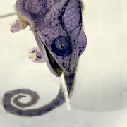 Bluish purple chameleon in jar upside down, suspended in liquid.
