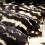 stuffed skin of spotted skunk in collection drawer