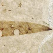 fossilized leaf