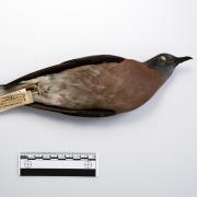 passenger pigeon