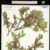Short-Fruited Willow